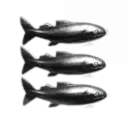 Amarr School of Pilots