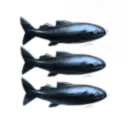 Japanese Advanced Grocery Services