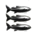 Alaskan Pipeline Shipping