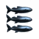 The King Of Salty Fish