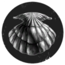 Niepokalana Muszelka