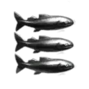 Nouvelle Rouvenor Holdings